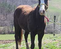 chestnut-overo-apha-mare-yearling