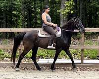all-around-tennessee-walking-horse