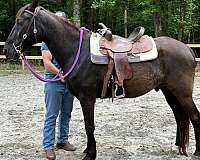 athletic-tennessee-walking-horse