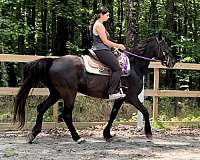 endurance-tennessee-walking-horse