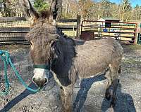 lovable-donkey