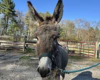 trailers-donkey