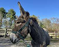 trailers-well-donkey