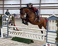 hanoverian-mare