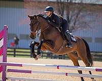 hanoverian-horse-for-sale