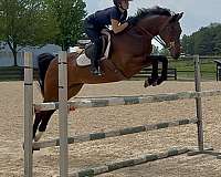hanoverian-horse