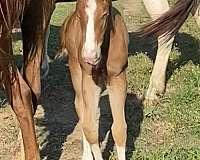 chestnut-overo-four-high-white-socks-horse