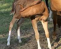 chestnut-overo-stallion-horse
