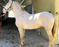 under-saddle-colt