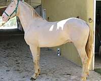 perlino-andalusian-horse