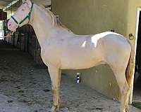 caballos-andalusian-horse