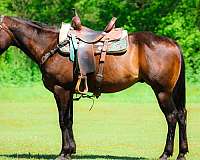 gucci-only-paint-horse