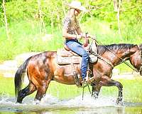 nice-gelding-paint-horse
