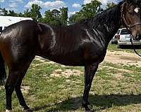 sock-star-horse
