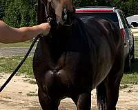 bay-sock-star-horse