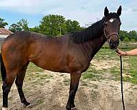 all-around-thoroughbred-horse