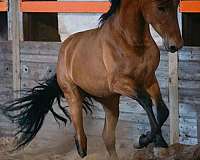 andalusian-horse-for-sale