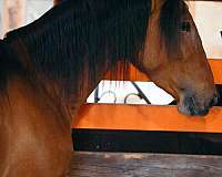 andalusian-horse