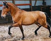 andalusian
