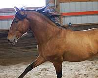 stallion