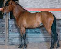 bay-andalusian-colt
