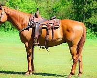 all-around-quarter-horse