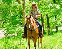 athletic-quarter-horse