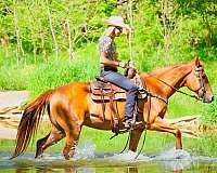 beginner-quarter-horse