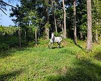 grey-aaha-stallion