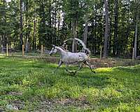 aaha-stallion