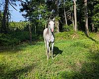 stallion-started-under-saddle-arabian-horse