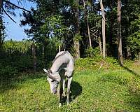 aaha-arabian-stallion