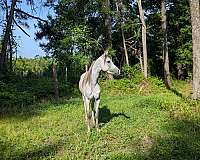 stallion-started-under-saddle-mare-stallion