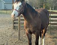 4-white-feet-blaze-face-2-blue-eyes-horse