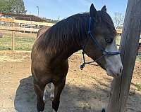 buckskin-4-white-feet-blaze-face-2-blue-eyes-horse