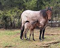 bay-roan-twhbea-colt