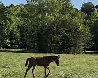bay-roan-colt-for-sale