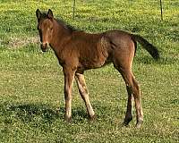 breaking-tennessee-walking-horse