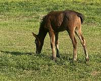 have-been-ridden-tennessee-walking-horse