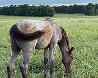 homozygous-bay-tennessee-walking-horse