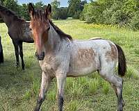 secret-tennessee-walking-horse