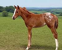 blanket-horse