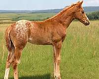 chestnut-blanket-horse
