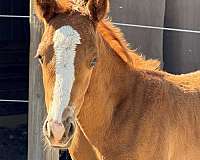 reining-appaloosa-horse