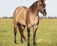 grulla-pa-horse