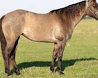 all-around-quarter-horse