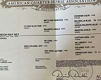 athletic-quarter-horse