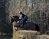 all-around-thoroughbred-horse