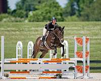 dressage-thoroughbred-horse