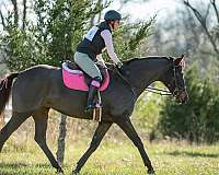 eventing-thoroughbred-horse